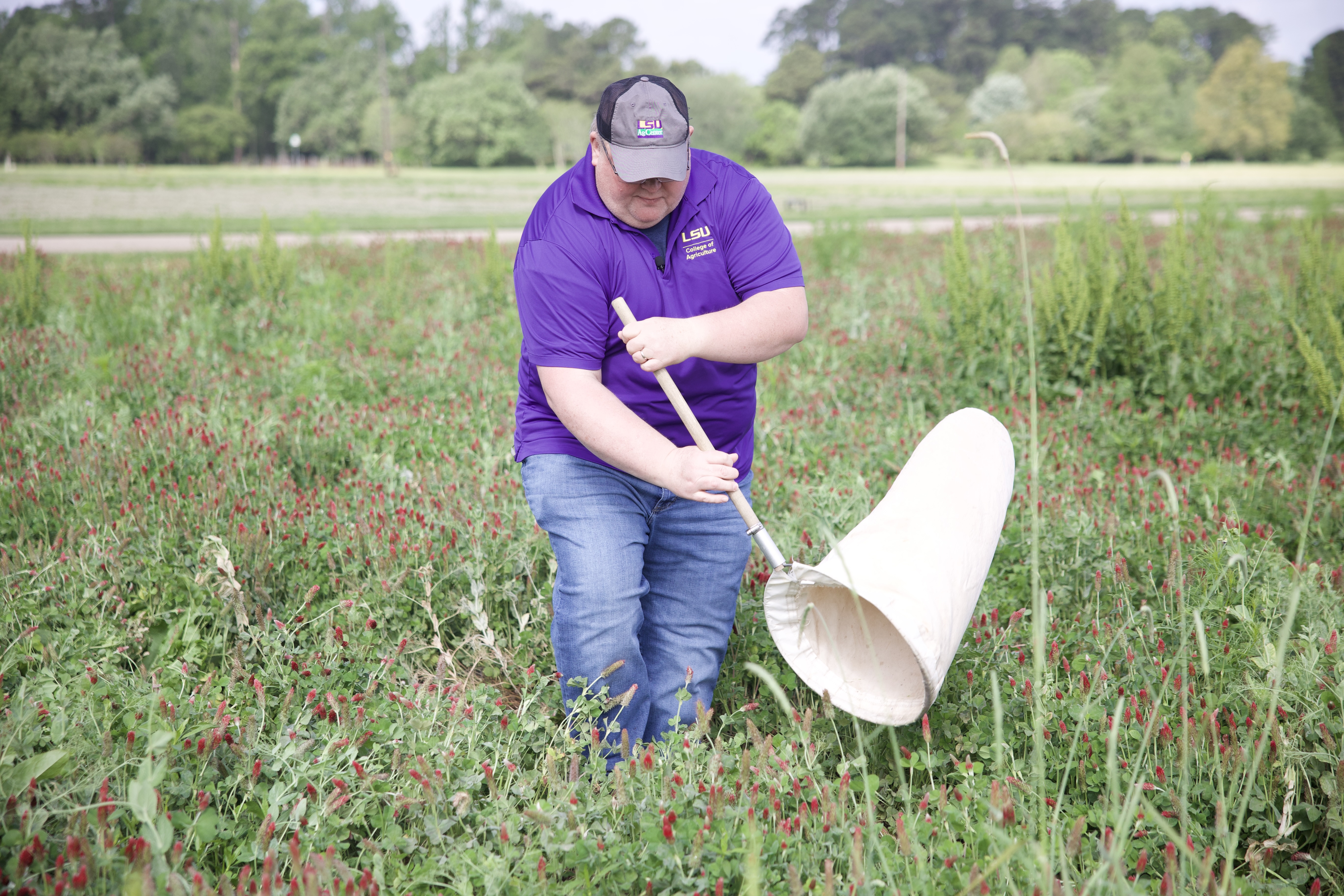Seeing red: Avoiding destructive pests with timely cover crop management 